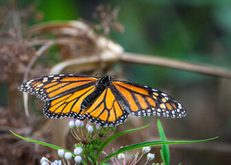 Fototapeta na wymiar Monarch Butterfly on Aquatic Milkweed!