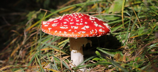 a red toadstool in the forest