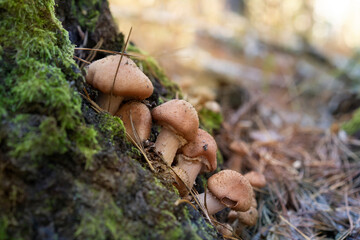 Honey fungus on the old tree trunk, Armillaria mellea. Blurred background. Place for text.