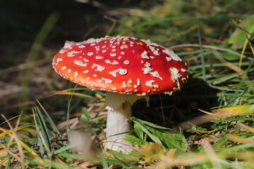 a red toadstool in the forest