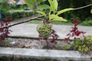 Fruit of Annona squamosa hanging on the tree. Also known as sugar-apples or sweetsops
