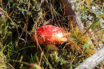 a red toadstool in the forest