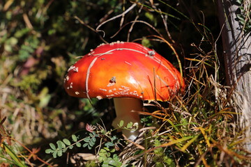 a red toadstool in the forest