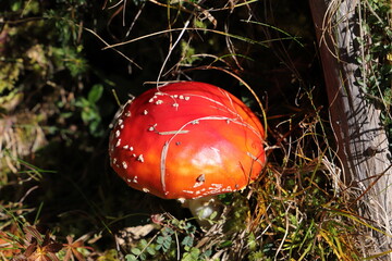 a red toadstool in the forest