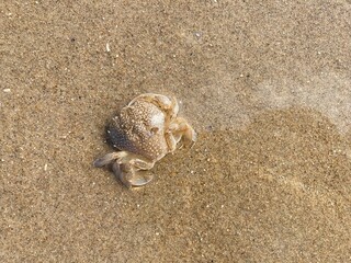 a small beach crab sits well camouflaged in the wet sand of the north sea