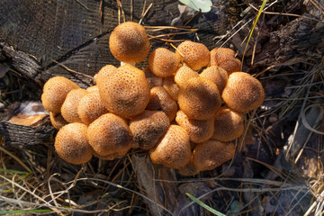 Honey fungus ( Armillaria mellea) on a pine stump in natural environment, close-up. Top view.