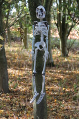 A Frightening Skeleton Figure Hanging from a Tree.