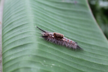 Furry brown caterpillar on banana leaf