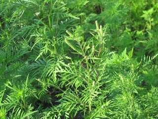 Ambrosia is a harmful plant. Overgrown ragweed. The plant causes allergies.