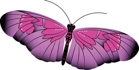 Pink butterfly. Elegant patterned wing flying insect