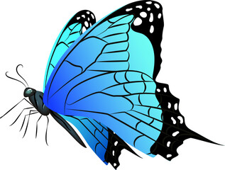 Blue wings butterfly. Realistic exotic flying animal