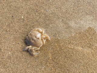 a small beach crab sits well camouflaged in the wet sand of the north sea