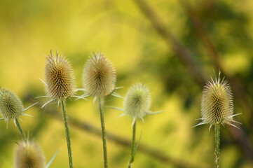 Closeup of cutleaf teasel green seeds with selective focus on foreground