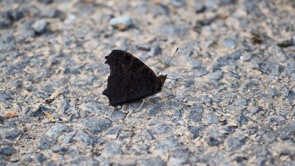 mariposa color negro con las alas plegadas, cuatro patas, dos antenas y grandes ojos, la coruña, españa, europa