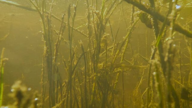 Going Underwater by Baltyboys Bridge and Fish in Blessington Lake, County Wicklow