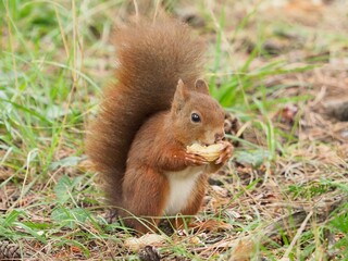 Naklejka na ściany i meble écureuil mange une cacahuète dans l'herbe