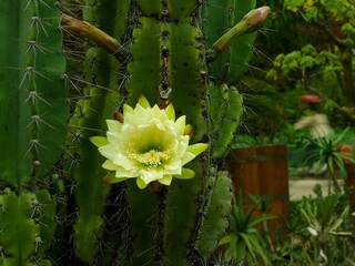 fleur de cactus ouverte et jaune