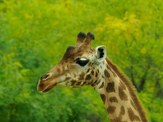 gros plan de la tête d'une girafe