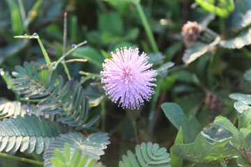 Flower of Mimosa pudica or sensitive plant