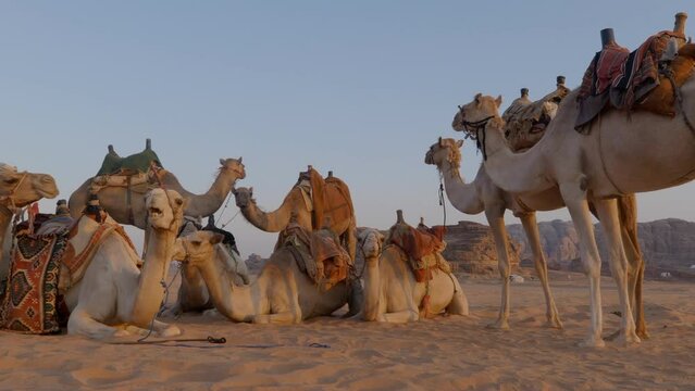 A group of camels sitting on the sand dune at sunset in the Wadi Rum desert, Jordan