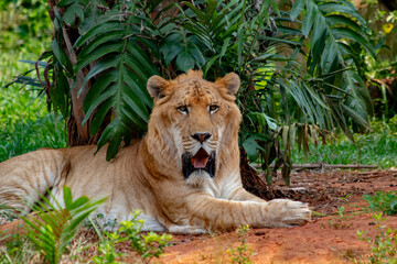 lion in the grass