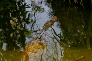 aligator