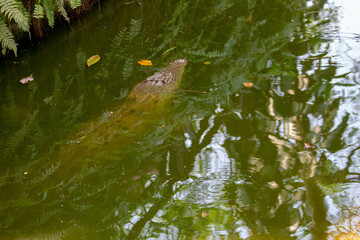 Obraz premium aligator