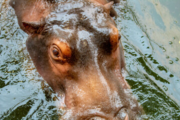 hippopotamus in zoo