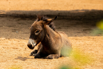 portrait of a donkey