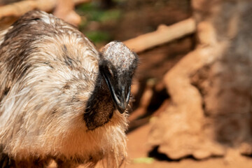 a bird emu in the zoo