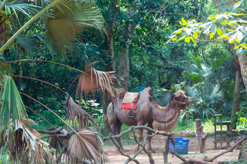 camel