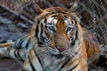 portrait of a tiger