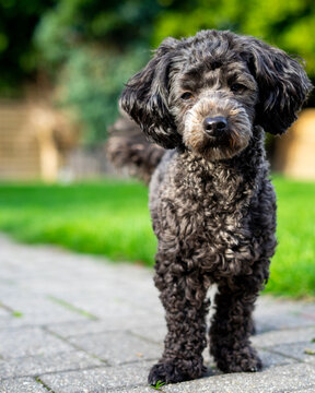 Borris der Zwergpudel im Gr&uuml;nen
