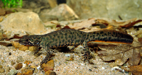 Balkan-Kammolch, Weibchen // Balkan crested newt, Buresch's crested newt, female (Triturus ivanbureschi) - Thrakien, Griechenland