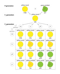 Dihybrid Cross of Pea Plant. The law of independent assortment.