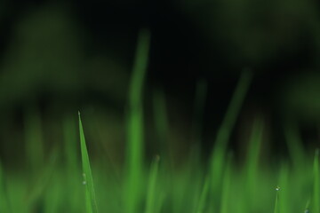 Drops of dew on the beautiful green grass background