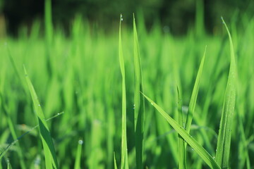 drops of dew on a green grass