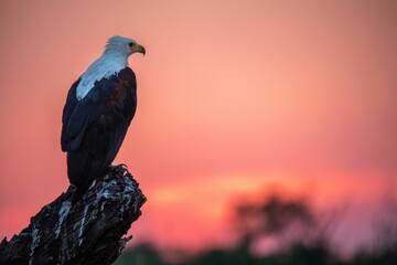 Selective focus shot of a bald eagle perched on a cliff at sunset