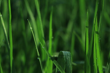 Macro Close-up of Organic beautiful water drop sparkle in sun on leaf in sunlight,