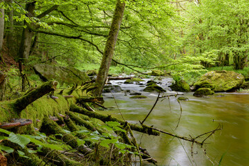 Ilz - Die schwarze Perle