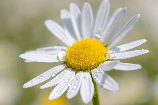 Margerite mit Regentropfen