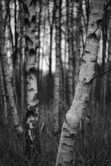 Birkenwald schwarz weiß Fotografie