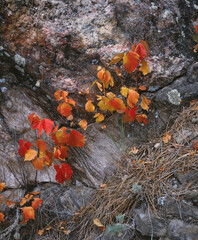 Wilder Wein im Herbst