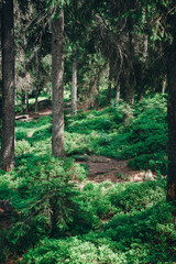 footpath in the woods. A forest in the Carpathian mountains