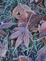 Blaetter mit Raureif