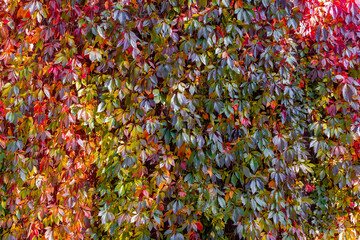 Colourful orange red leaves of Parthenocissus quinquefolia with sunlight, Virginia creeper is a species of flowering plant in the grape family Vitaceae, Nature autumn background, Leafs pattern texture