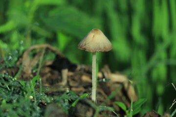 Mushroom in forest with winter morning sunlight