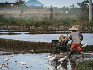 Men working in Rice field in Bali, Indonesia