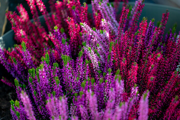 Fototapeta premium Selective focus of purple flowers Calluna vulgaris the garden, Heath, ling or simply heather is the sole species in the genus Calluna in the flowering plant family Ericaceae, Nature floral background