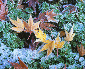 Ahornblaetter im Herbst